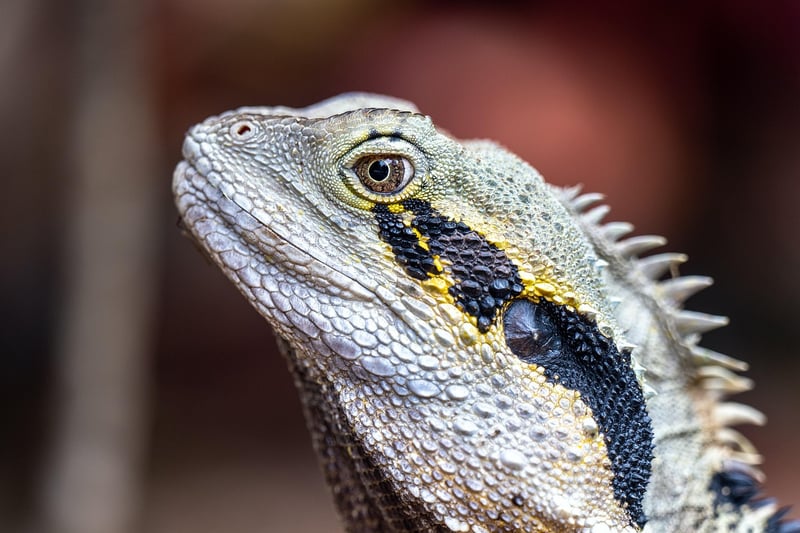 Majestic Dragon